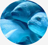 Fish stock assessment