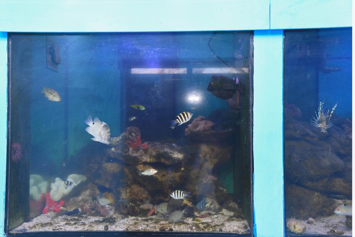 Vibrant coral-reef display tank stocked with reef fish at the KMFRI Aquarium