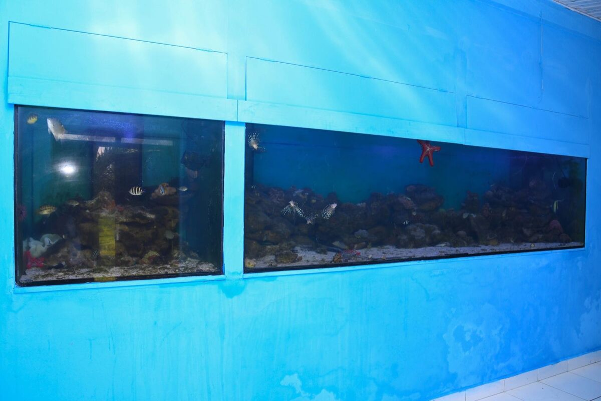 Wall-mounted marine viewing tank with live reef fish and coral at the KMFRI Aquarium