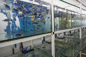 Live marine holding tanks at the KMFRI Aquarium