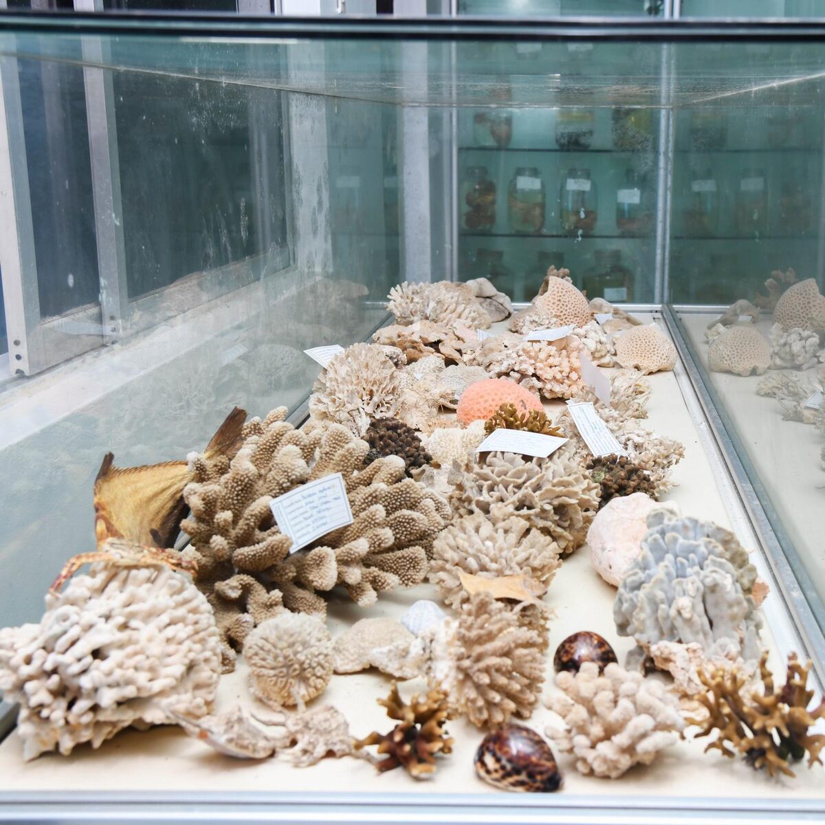 Display case filled with corals and seashells at the Marine Museum